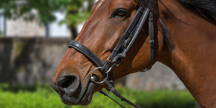 Gros plan d’un cheval brun sans selle, mettant en évidence son expression attentive et sa crinière luisante, symbole de majesté et de force naturelle.