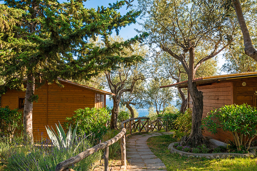 Chemin sinueux menant à des mobil-homes boisés au milieu d'arbres majestueux et de plantes luxuriantes, créant une atmosphère de sérénité idéale pour une escapade relaxante.