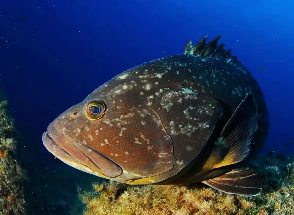 merou-plongee-haute-corse-costa-verde-loisirs Gros plan sur un mérou brun emblématique des fonds marins lors d'une session de plongée en Corse-du-Sud.