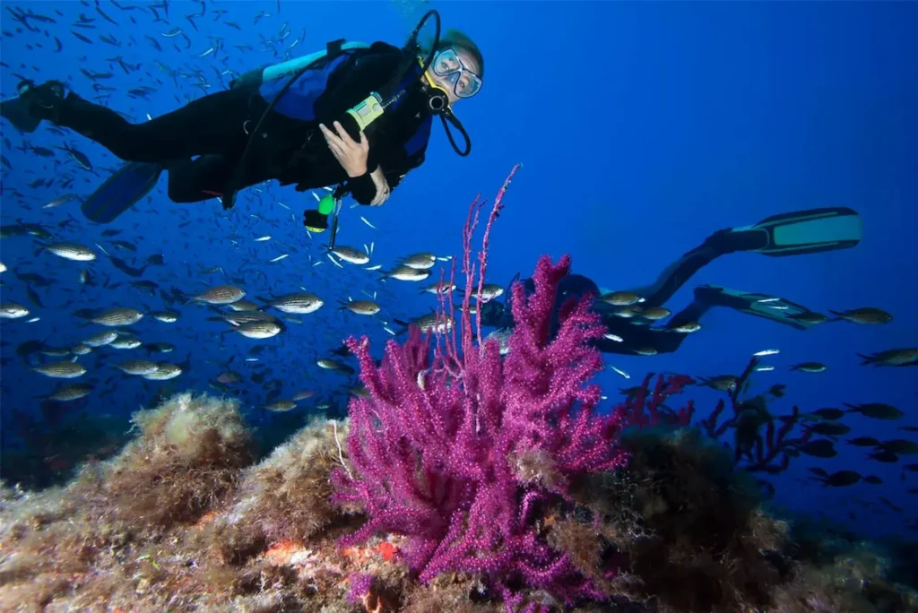 Deux plongeurs en bouteille explorent les fonds marins de Corse-du-Sud près d'une grande gorgone pourpre entourée d'un banc de petits poissons.