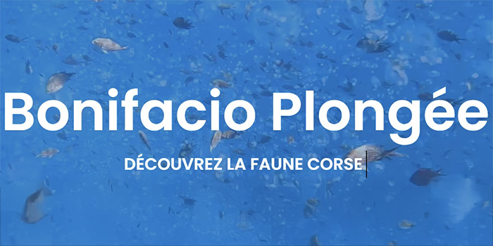 Cette image révèle la beauté sous-marine de Bonifacio, où chaque plongée offre une expérience unique dans le monde fascinant des poissons et écosystèmes marins, incitant à explorer les merveilles de la Corse.
