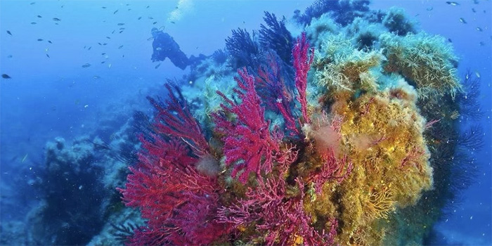 Cette image dévoile l'extraordinaire richesse des récifs coralliens, où couleurs éclatantes et biodiversité s'entrelacent dans l'harmonie silencieuse d'un océan préservé. Un appel à la découverte et à la protection de notre environnement marin.