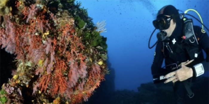 Scène captivante de plongée sous-marine, mettant en avant un plongeur parmi des récifs coralliens éclatants et des poissons colorés, illustrant la beauté et la fragilité des écosystèmes marins.