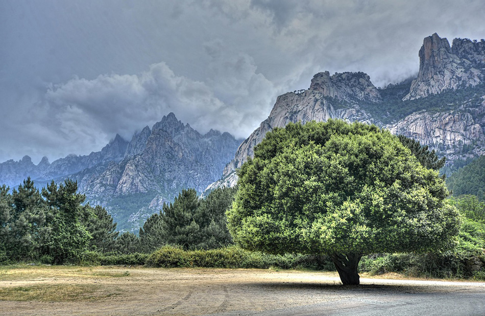 Un arbre isolé se dresse majestueusement contre des montagnes imposantes sous un ciel nuageux.