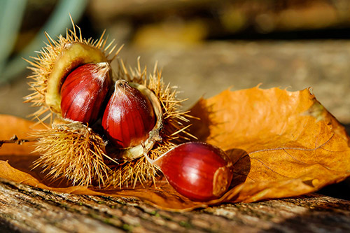 Châtaignes fraîchement tombées entourées de bogues sur une feuille d'automne, symbolisant partage et convivialité en pleine nature, parfaites pour des moments authentiques d'automne.