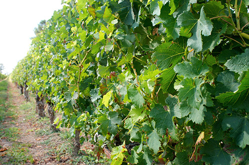 Vignoble en pleine croissance avec des grappes de raisin mûr, illustrant la promesse d'une récolte fructueuse et le dévouement des vignerons.