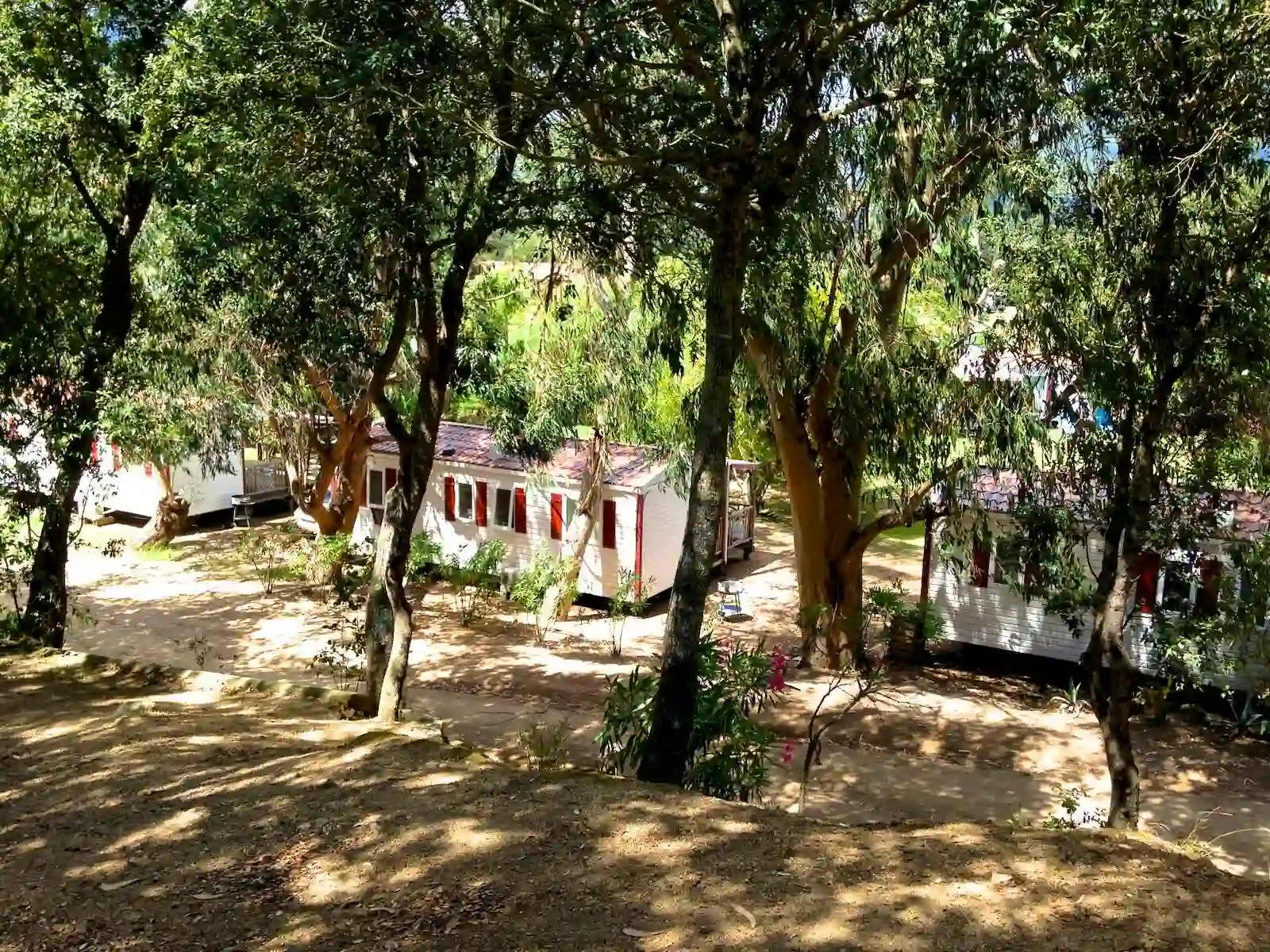 Allée ombragée desservant les mobil-homes du Camping Milella sous une forêt d'eucalyptus.
