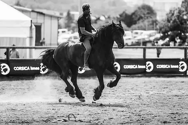 Cavalier en démonstration de complicité équestre avec un cheval noir au galop lors d'un événement Equicomplice à Porto-Vecchio, Corse du Sud.