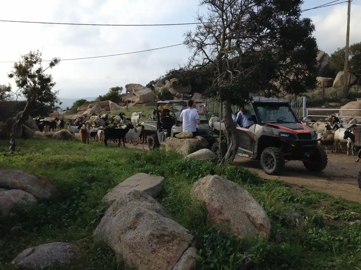 Buggies Polaris Ranger croisant un troupeau de chèvres sur un chemin de terre au cœur du maquis corse parsemé de rochers.