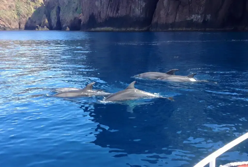 Un groupe de dauphins nageant à la surface de l'eau bleue intense près des falaises de la réserve naturelle de Scandola en Corse.