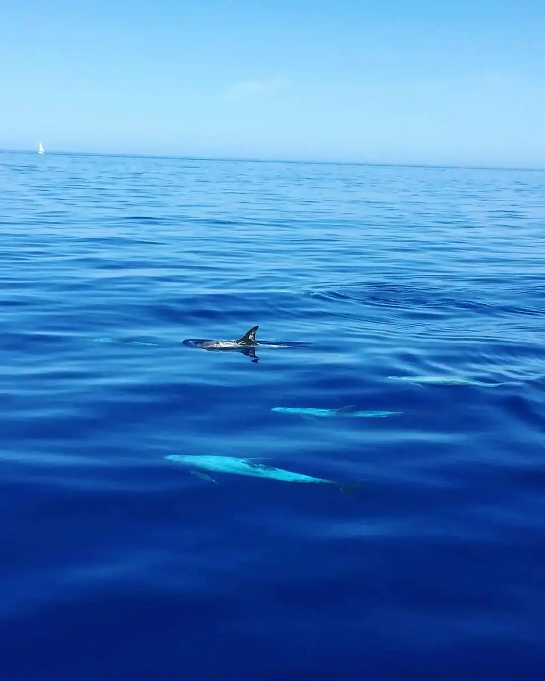 Plusieurs dauphins nageant à la surface d'une mer bleue profonde en Corse, sanctuaire Pelagos.