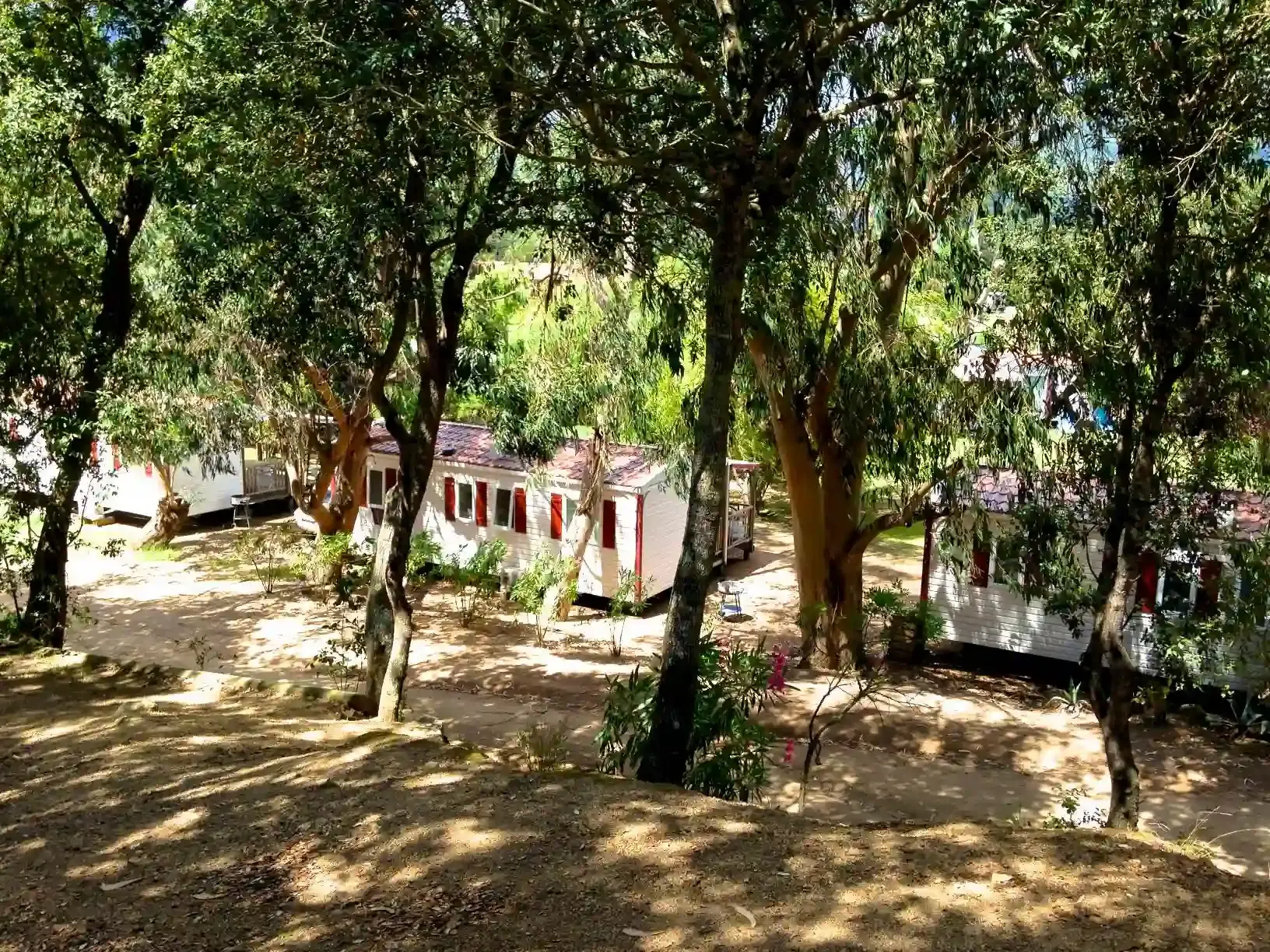 Vue en plongée d'une allée du Camping Milella à Propriano, Corse-du-Sud, avec des mobile-homes alignés sous une forêt d'eucalyptus et de pins, un jour de soleil.