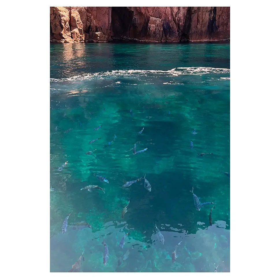 Vue sous-marine partielle montrant un banc de nombreux petits poissons bleus nageant dans une eau de mer d'une transparence incroyable, avec des fonds sablonneux et rocheux visibles, près de la surface et de falaises rouges à l'arrière-plan en Corse.