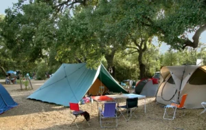 Différentes tentes de camping installées sous des chênes et des eucalyptus au Camping U Stabiacciu, Porto-Vecchio. Au premier plan, une grande tente verte et jaune avec une table et des chaises colorées.