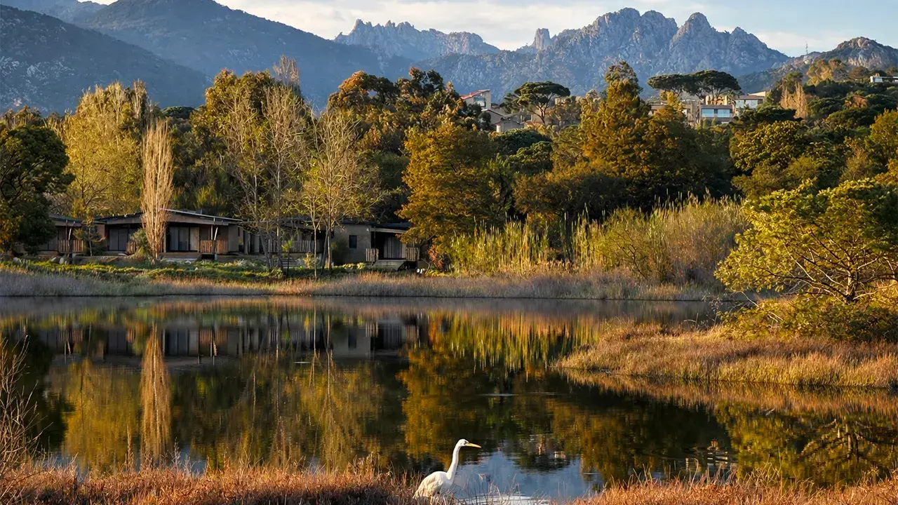 Un héron blanc debout dans l'eau d'un étang paisible avec des reflets dorés, devant des lodges en bois et des montagnes majestueuses sous un ciel nuageux, au Camping U Pinarellu.