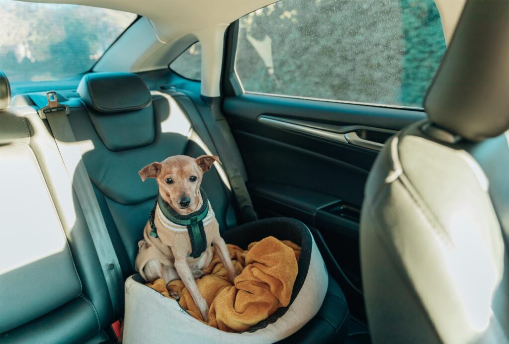 Which campsites in Corsica allow pets?