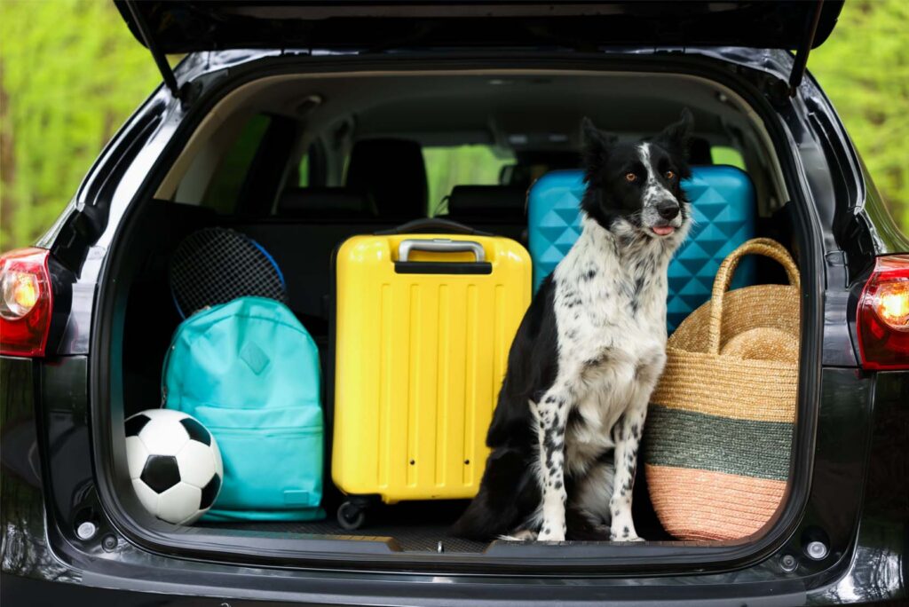 Which campsites in Corsica allow pets?
