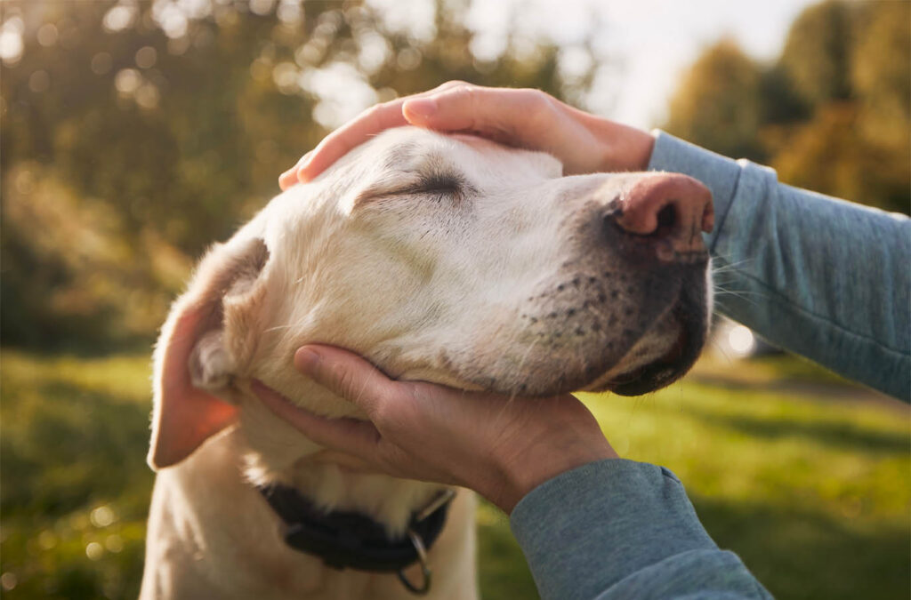 Which campsites in Corsica allow pets?